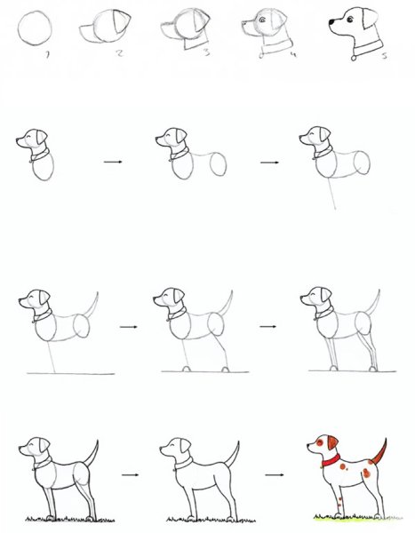 Поэтапное рисование собаки