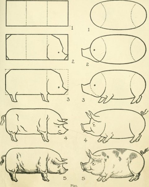 Как нарисовать свинью