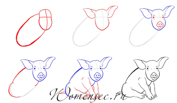 Схема рисования в старшей группе свиньи поэтапно