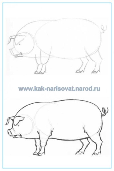 Свинья сбоку рисунок