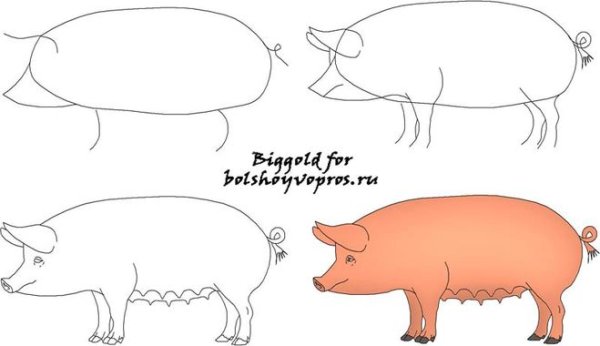 Поэтапный рисунок поросенка