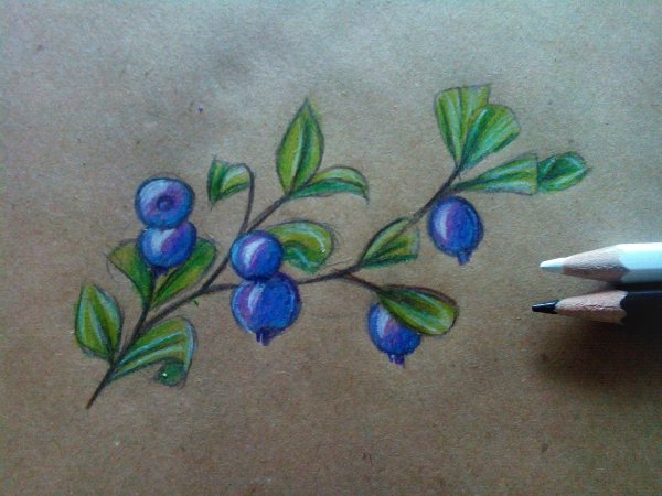 Черника карандашом