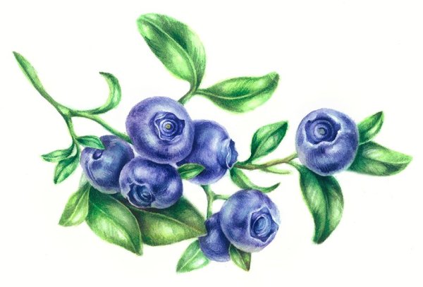 Черника акварель
