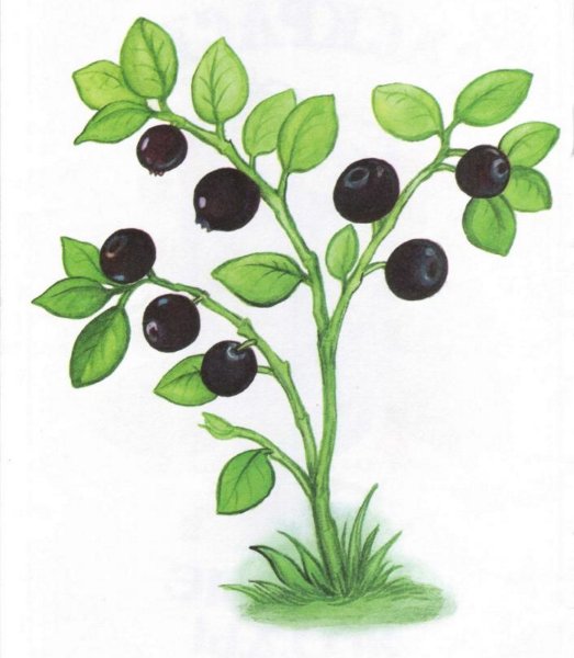 Лесные ягоды для детей