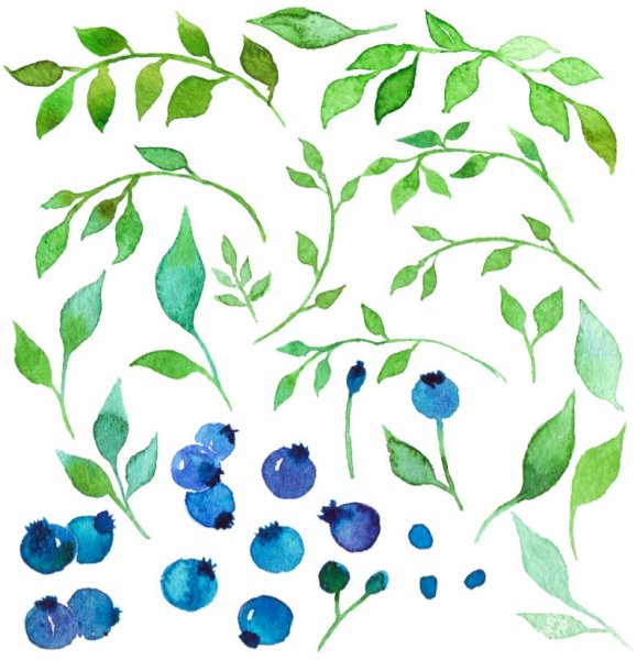 Черника с листьями акварель