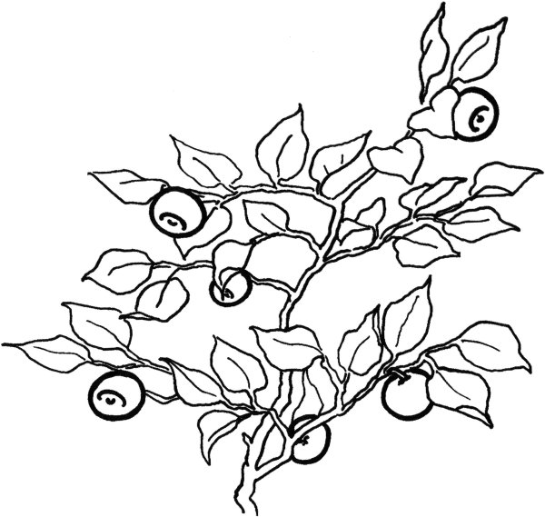 Черника раскраска