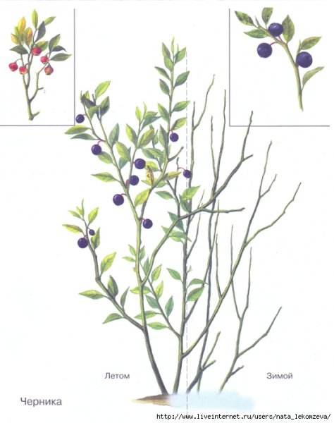 Строение куста черники