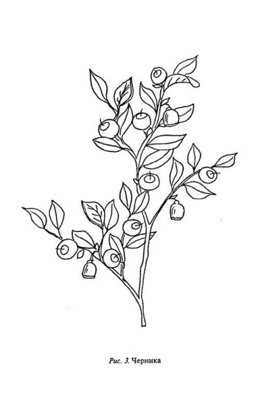 Голубика Курлович