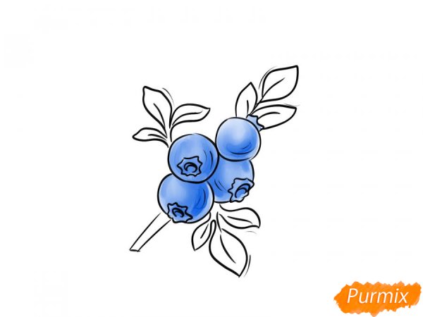 Голубика нарисовать поэтапно