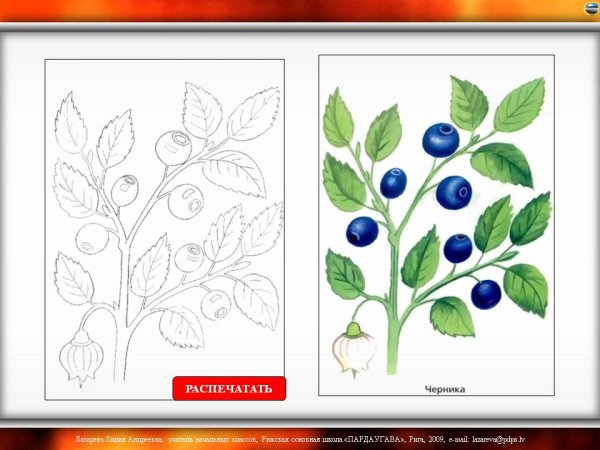 Демонстрационный материал по теме ягоды черника