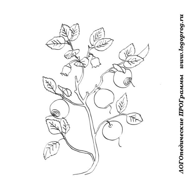 Черника раскраска