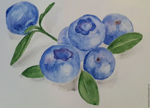 Рисование черника