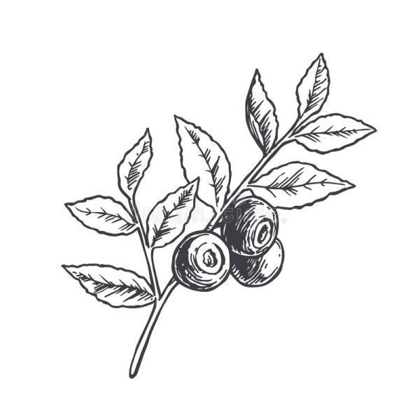 Черника Графика