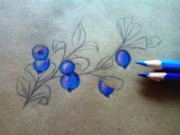 Черника карандашом