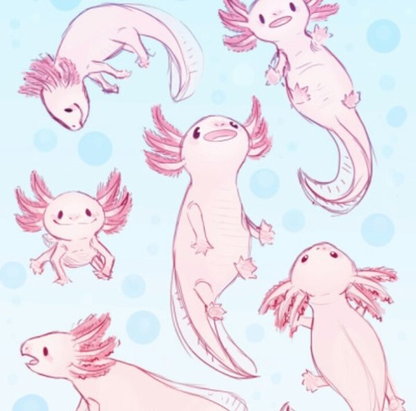 Аксолотль референс