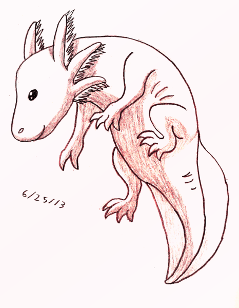 Аксолотль рисунок карандашом