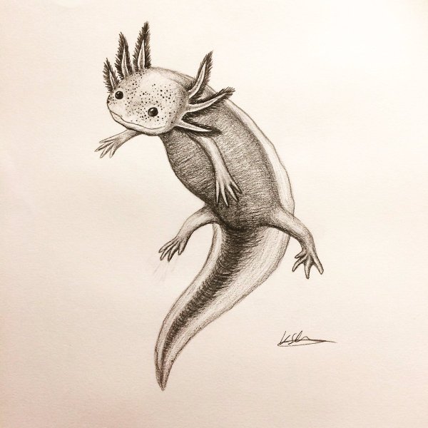 Аксолотль скетч