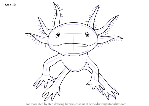 Аксолотль раскраска