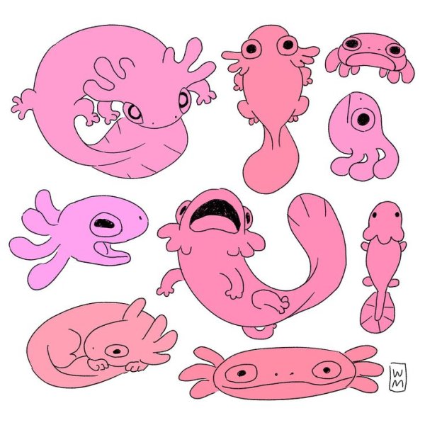 Аксолотль фурри референс