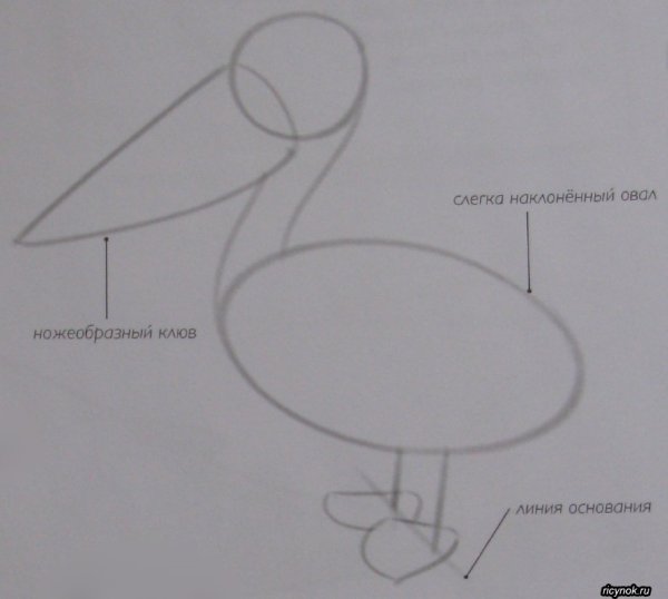 Схема рисования пеликана
