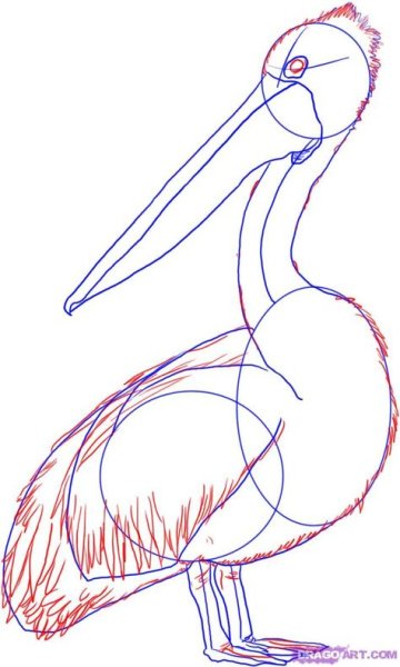 Нарисовать пеликана