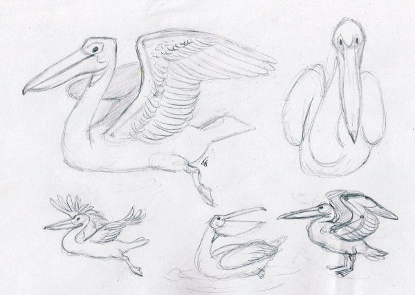 Пеликан референс