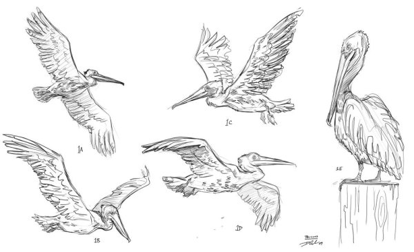 Пеликан референс