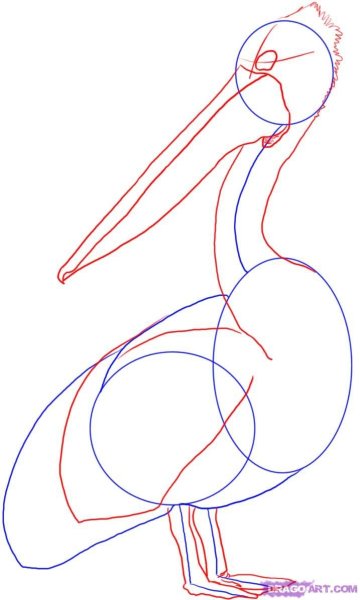 Пеликан поэтапное рисование