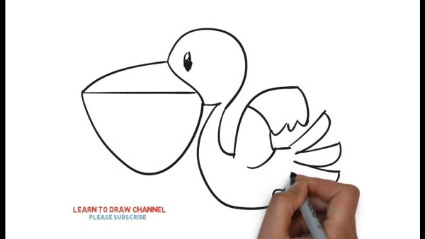 Нарисовать пеликана поэтапно ребенку