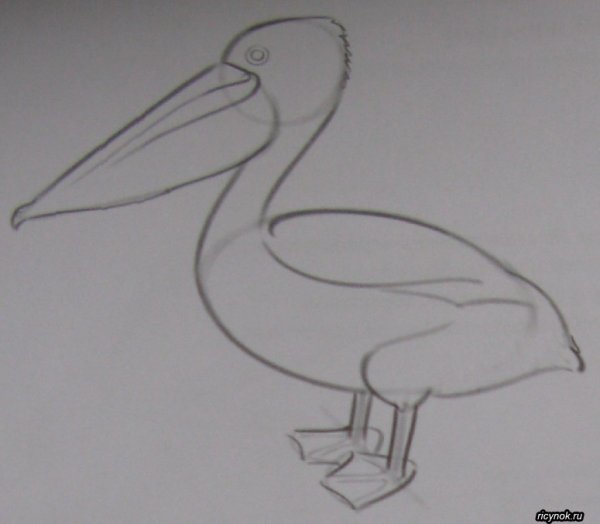 Пеликан рисунок карандашом