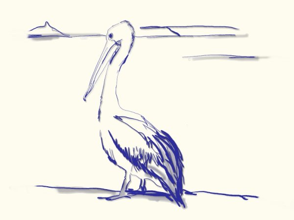 Рисование пеликана углем в старшей группе