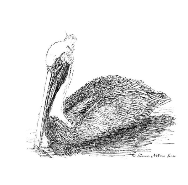 Пеликан карандашом