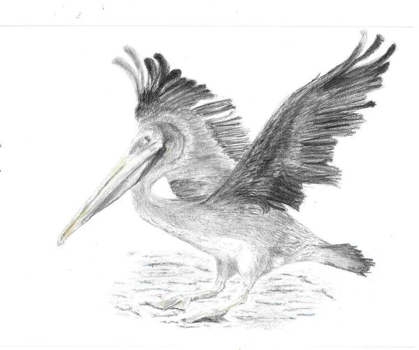 Пеликан в полете рисунок