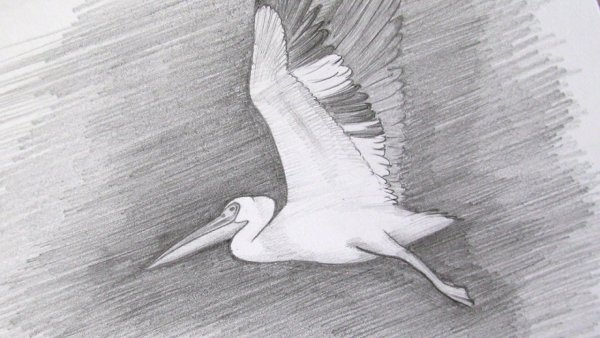 Пеликан рисунок пленэр