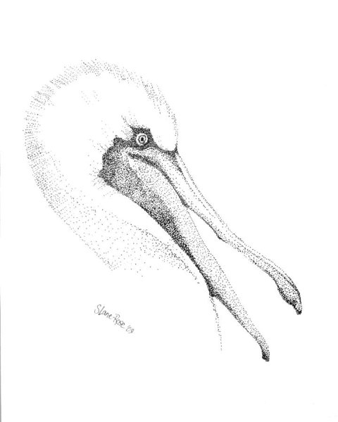 Кудрявый Пеликан эскиз