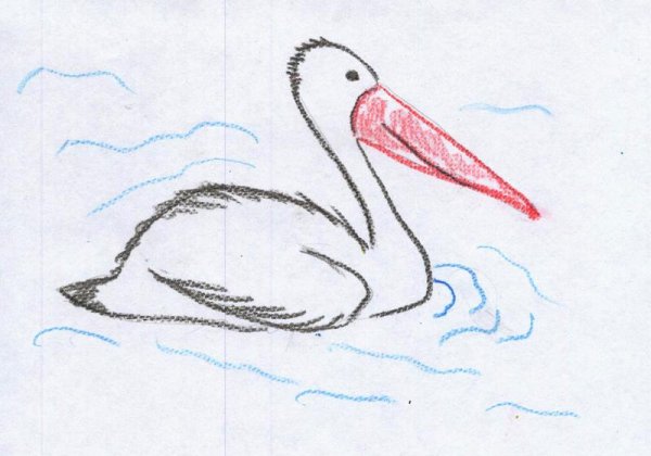 Рисование пеликана поэтапное для детей
