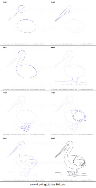 Пеликан рисунок поэтапно