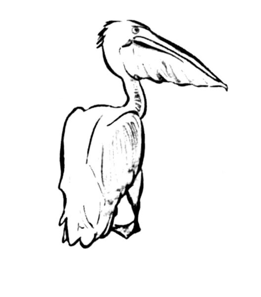 Пеликан эскиз