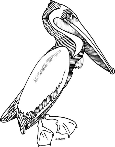 Пеликан скетч