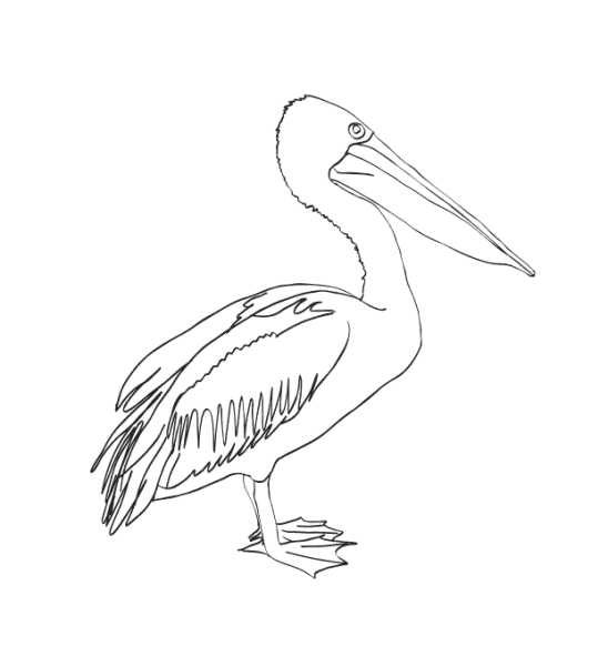 Пеликан раскраска