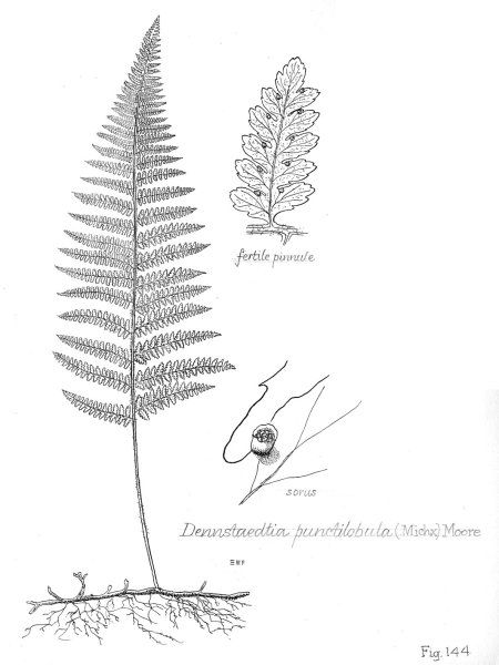Папоротник нарисовать карандашом поэтапно для начинающих