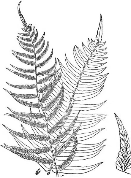 Страусник папоратникичерно белый