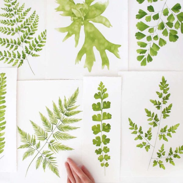 Папоротник цветет акварель