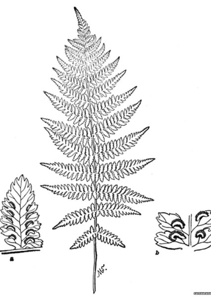 Папоротник эскиз