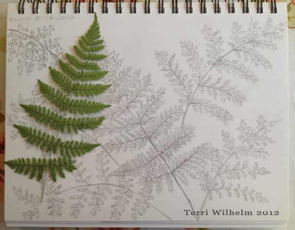 Папоротник рисование с детьми