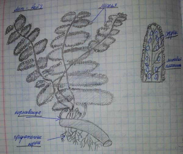Зарисуйте внешний вид папоротника. Карандашом