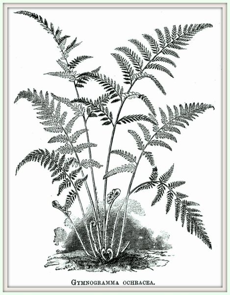 Папоротник гравюра