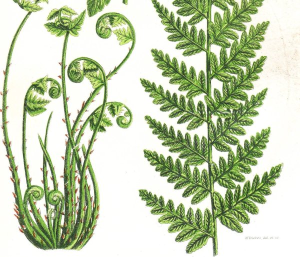 Страусник обыкновенный ботаника