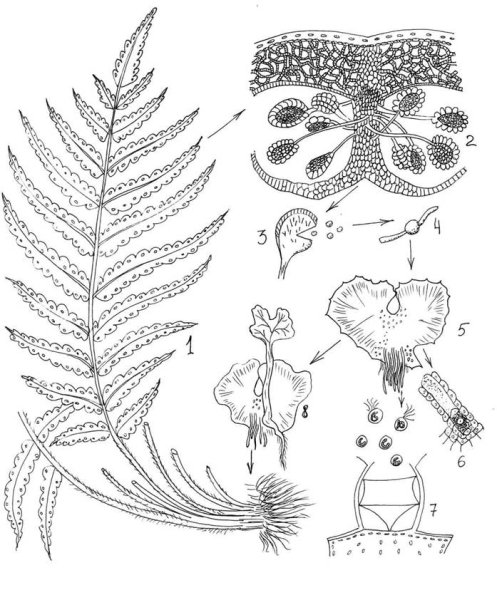 Сорус спорангий папоротника схема