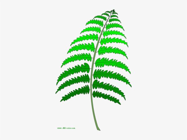 Папоротник карандашом